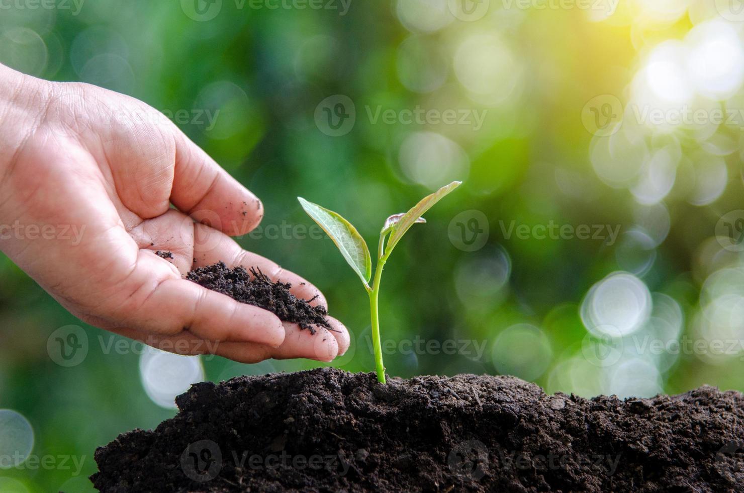 tree sapling hand planting sprout in soil with sunset close up male hand planting young tree over green background photo