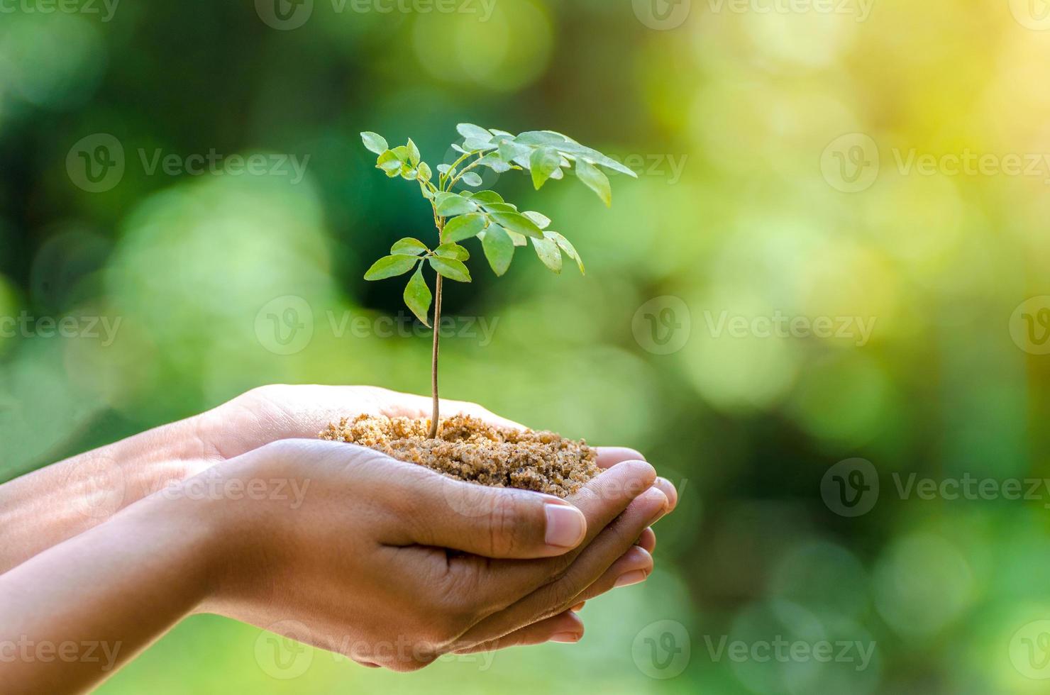 en manos de árboles que crecen plántulas. Bokeh de fondo verde mano femenina sosteniendo el árbol en el campo de la naturaleza concepto de conservación de bosques de hierba foto