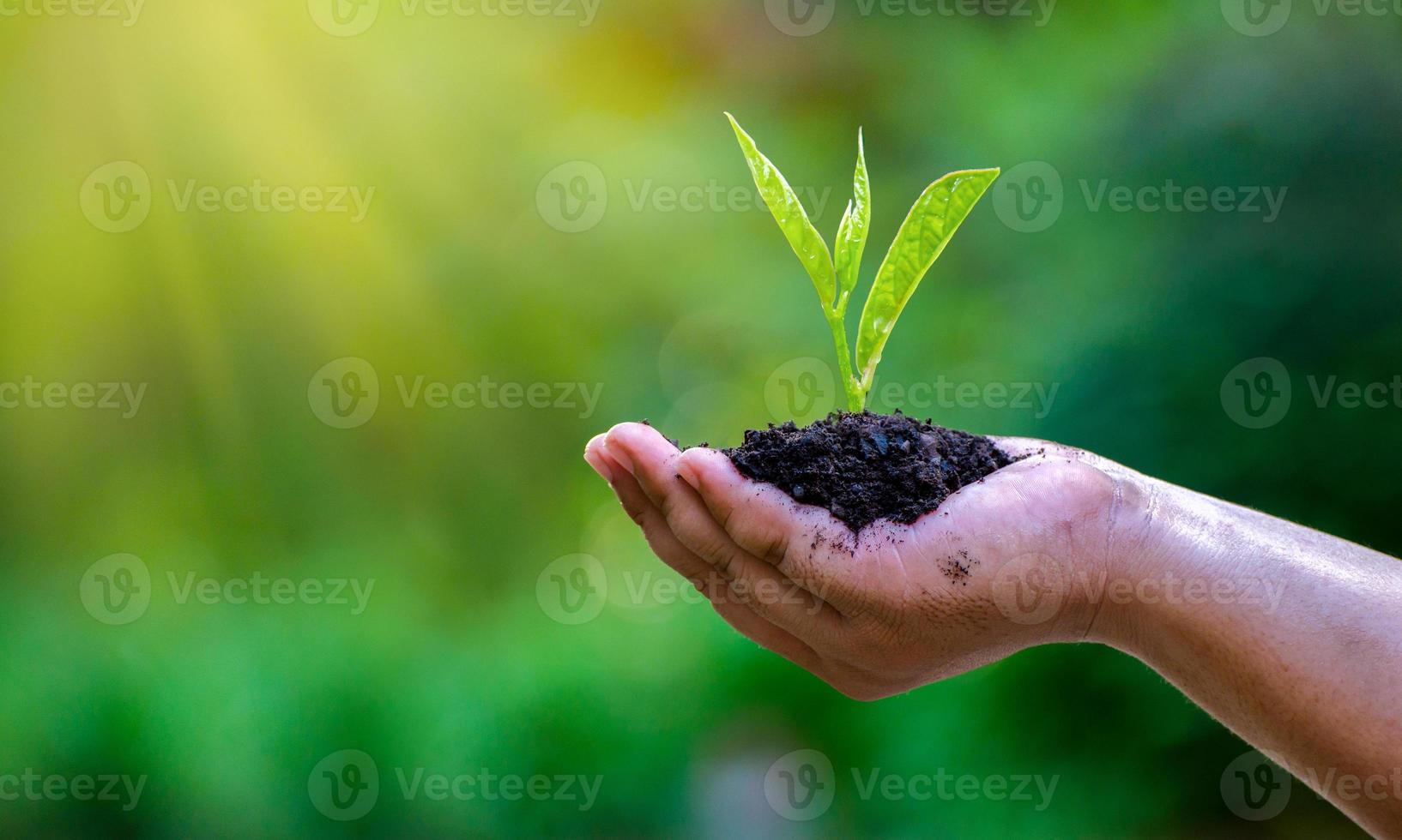 en manos de árboles que crecen plántulas. Bokeh de fondo verde mano femenina sosteniendo el árbol en el campo de la naturaleza concepto de conservación de bosques de hierba foto