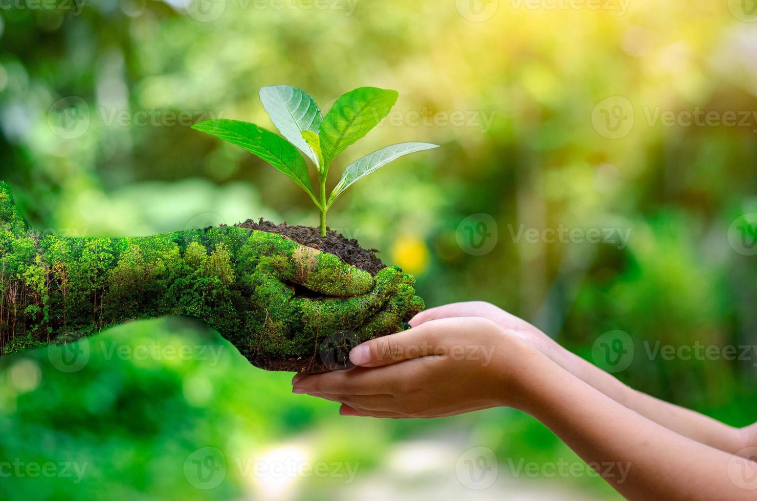 environment Earth Day In the hands of trees growing seedlings. Bokeh green Background Female hand holding tree on nature field grass Forest conservation concept photo
