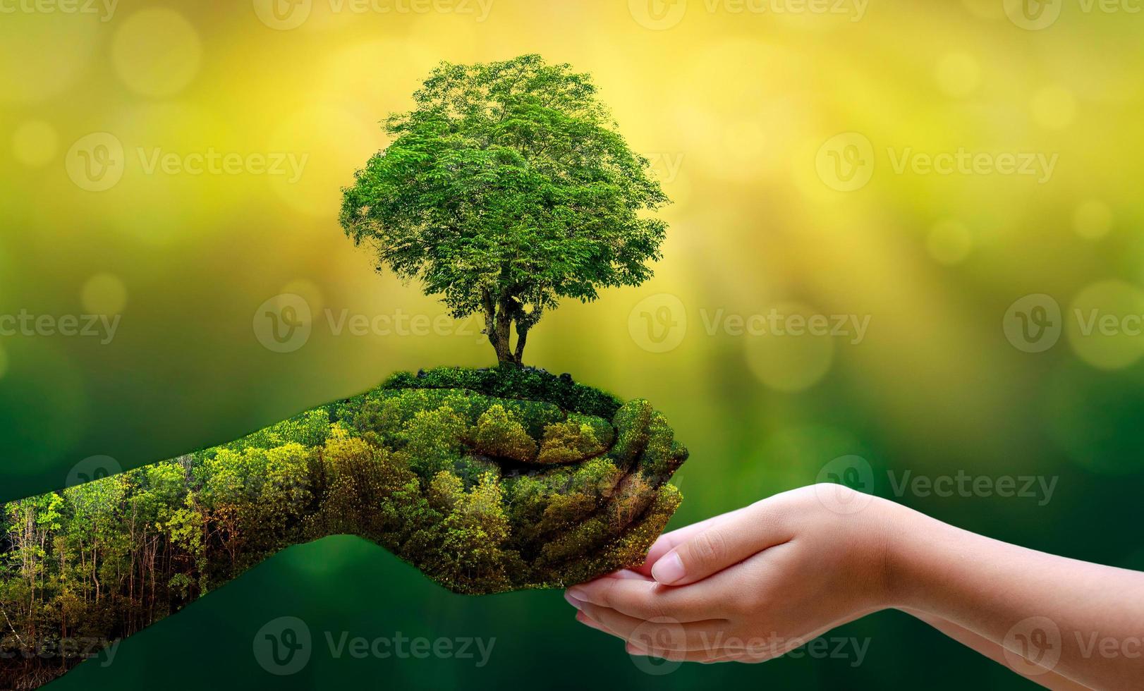 medio ambiente día de la tierra en manos de árboles que cultivan plántulas. Bokeh de fondo verde mano femenina sosteniendo el árbol en el campo de la naturaleza concepto de conservación de bosques de hierba foto