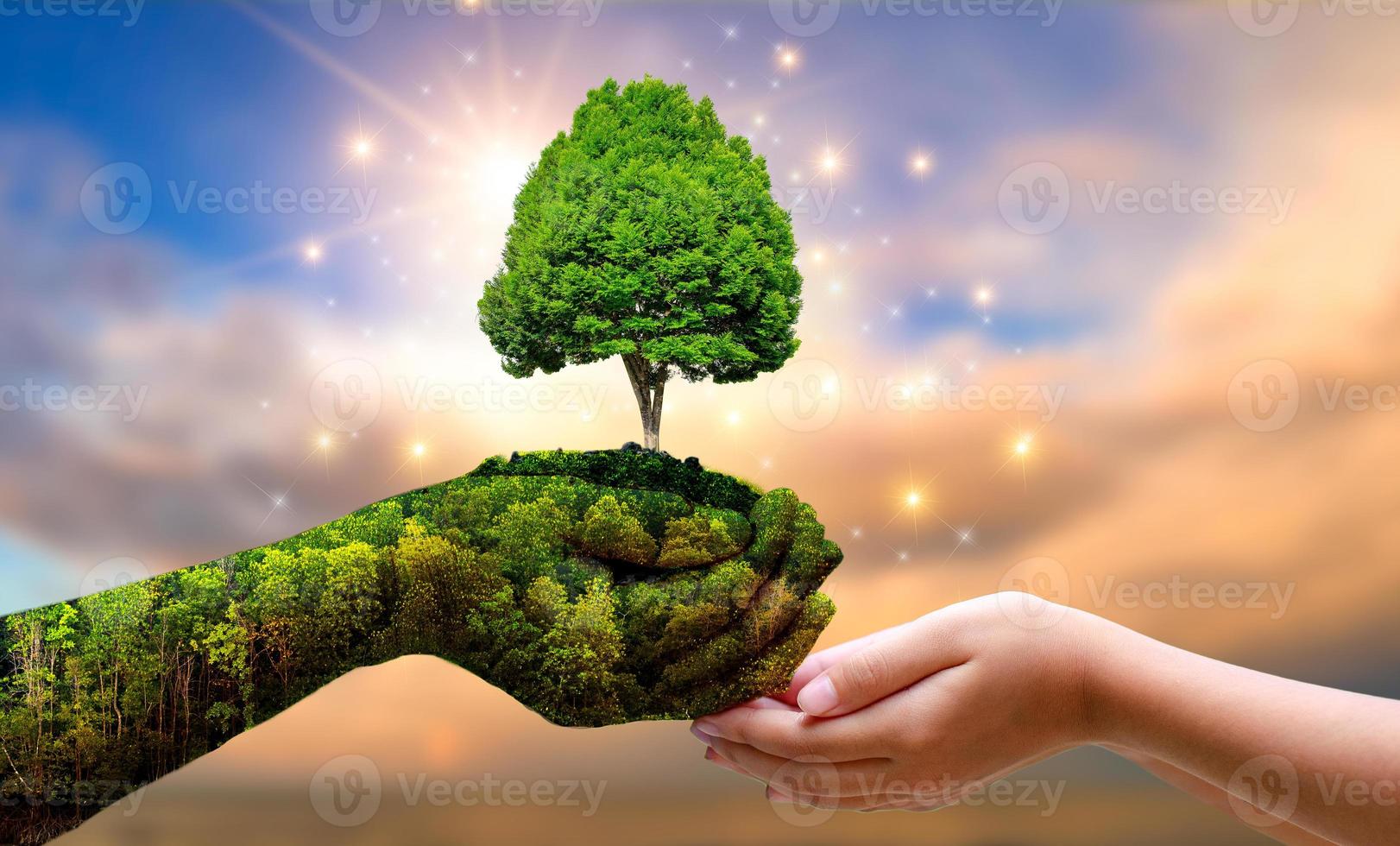 medio ambiente día de la tierra en manos de árboles que cultivan plántulas. Bokeh de fondo verde mano femenina sosteniendo el árbol en el campo de la naturaleza concepto de conservación de bosques de hierba foto