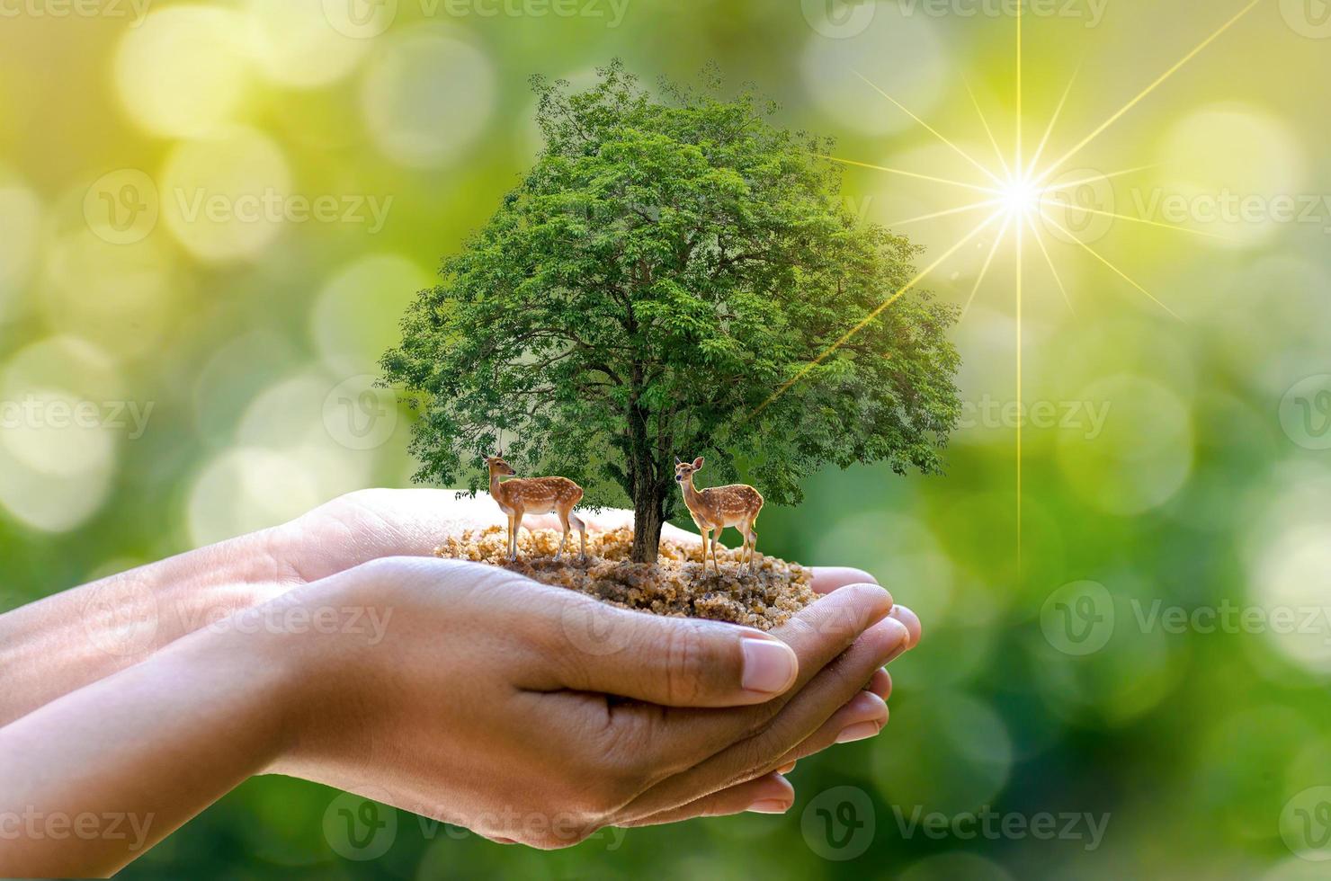 tree in the hands of trees growing seedlings. Bokeh green Background Female hand holding tree on nature field grass Forest conservation concept Two deer standing under a tree with sunlight. photo