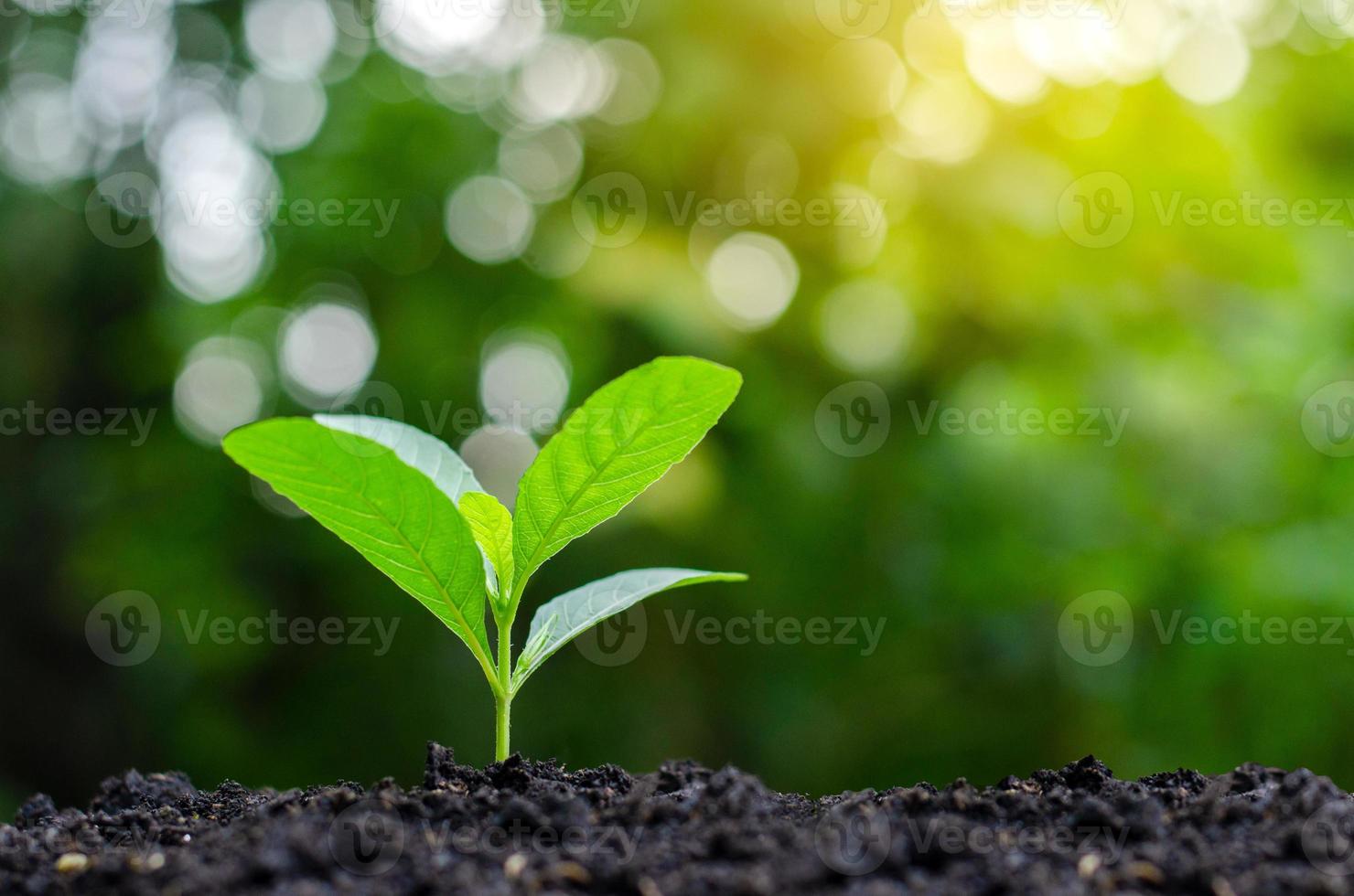 Plantar plántulas de plantas jóvenes en la luz de la mañana sobre fondo de naturaleza foto