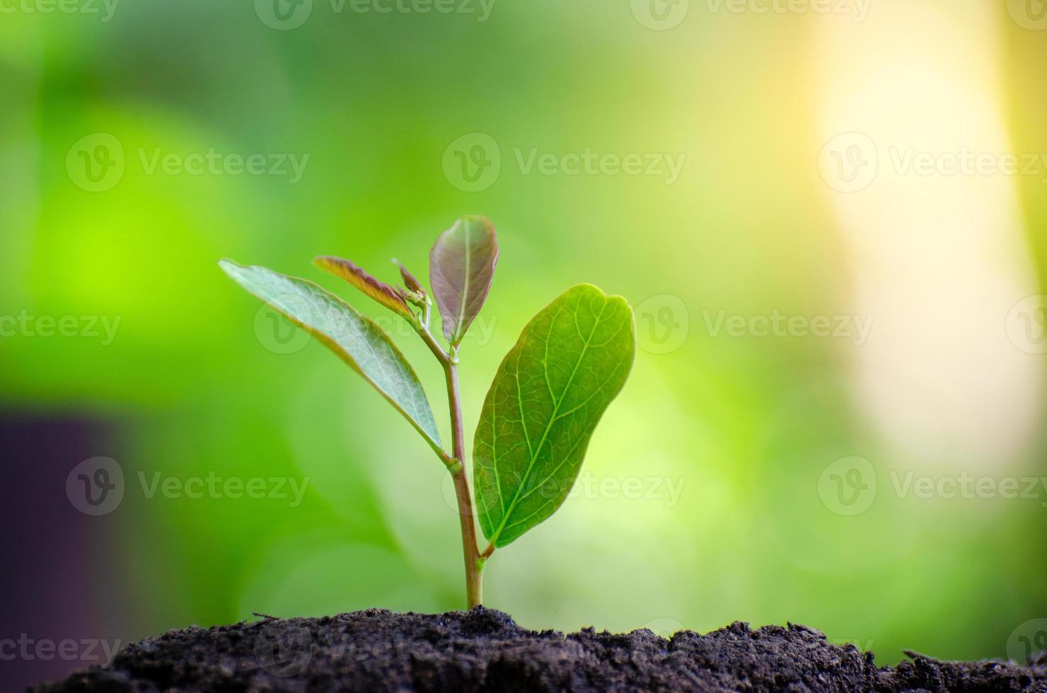 Planting seedlings young plant in the morning light on nature background photo