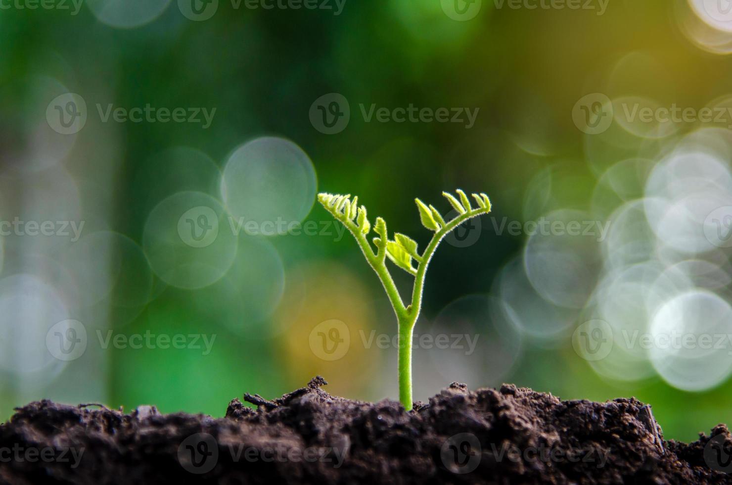 Plantar plántulas de plantas jóvenes en la luz de la mañana sobre fondo de naturaleza foto