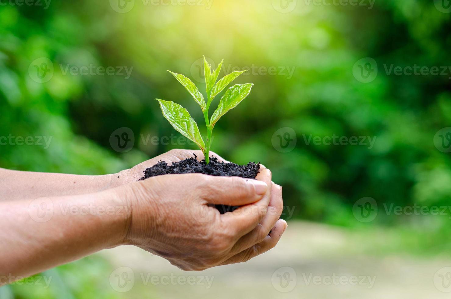 en manos de árboles que crecen plántulas. Bokeh de fondo verde mano femenina sosteniendo el árbol en el campo de la naturaleza concepto de conservación de bosques de hierba foto