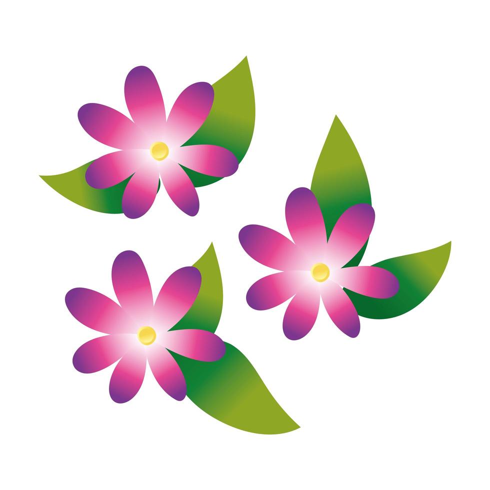 beautiful flowers icon vector