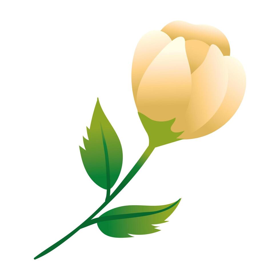 beautiful rose icon vector