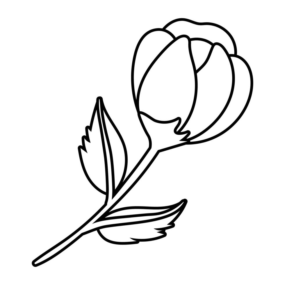 beautiful rose icon vector