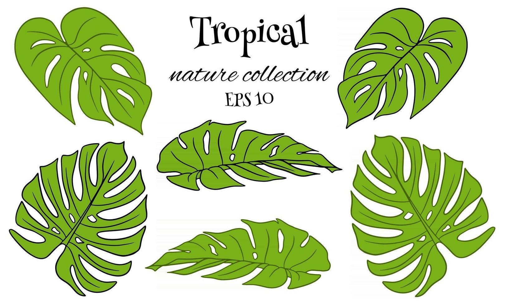 conjunto tropical con exóticas hojas de palmera talladas en estilo de dibujos animados vector