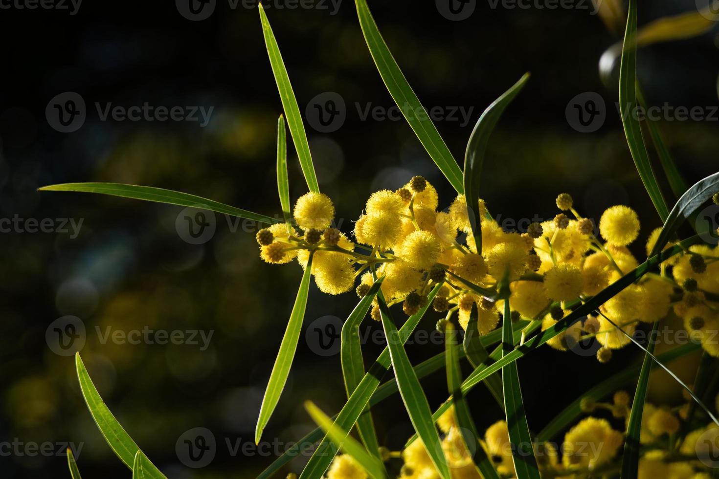 Blossoming of mimosa tree, Acacia pycnantha,  golden wattle close up in spring, bright yellow flowers, coojong, golden wreath wattle, orange wattle, blue-leafed wattle, acacia saligna photo