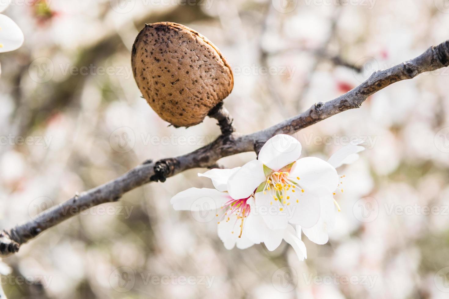 Las flores de almendro con ramas y nueces de almendra de cerca, fondo borroso foto