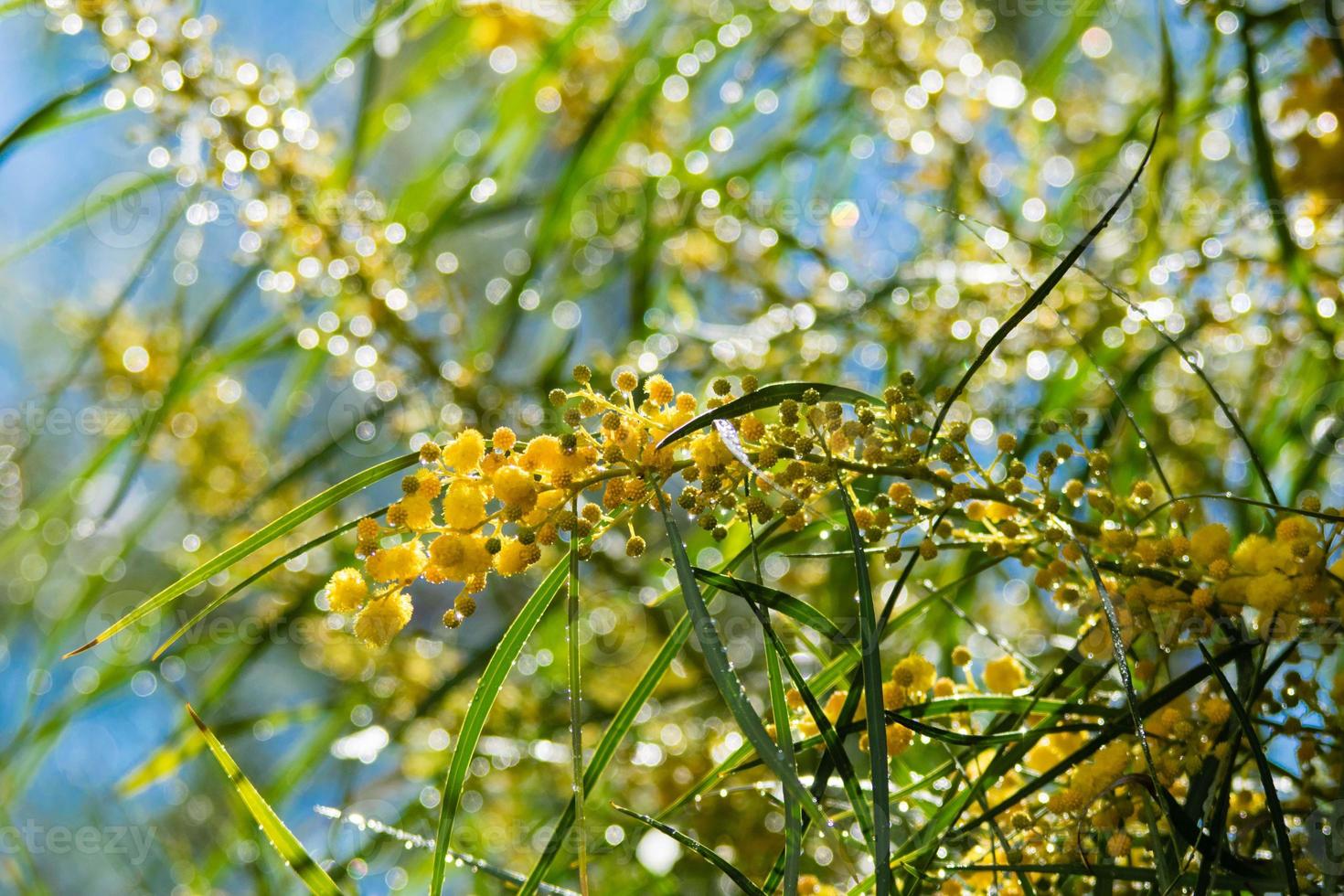 Blossoming of mimosa tree, Acacia pycnantha,  golden wattle close up in spring, bright yellow flowers, coojong, golden wreath wattle, orange wattle, blue-leafed wattle, acacia saligna photo