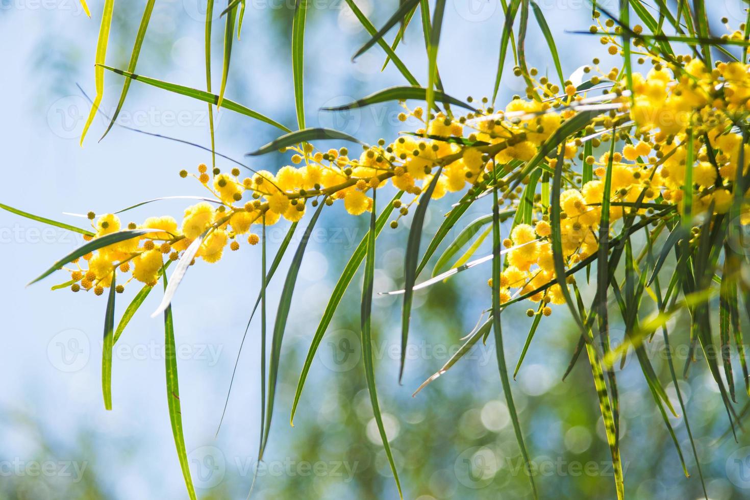 Blossoming of mimosa tree, Acacia pycnantha,  golden wattle close up in spring, bright yellow flowers, coojong, golden wreath wattle, orange wattle, blue-leafed wattle, acacia saligna photo