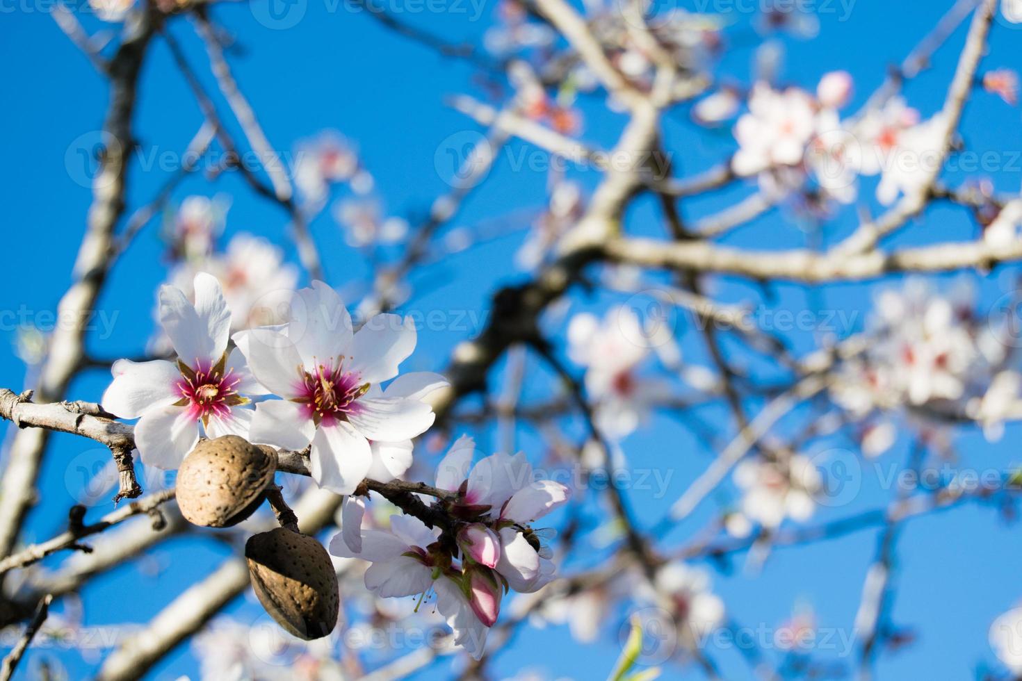 Las flores de almendro con ramas y nueces de almendra de cerca, fondo borroso foto