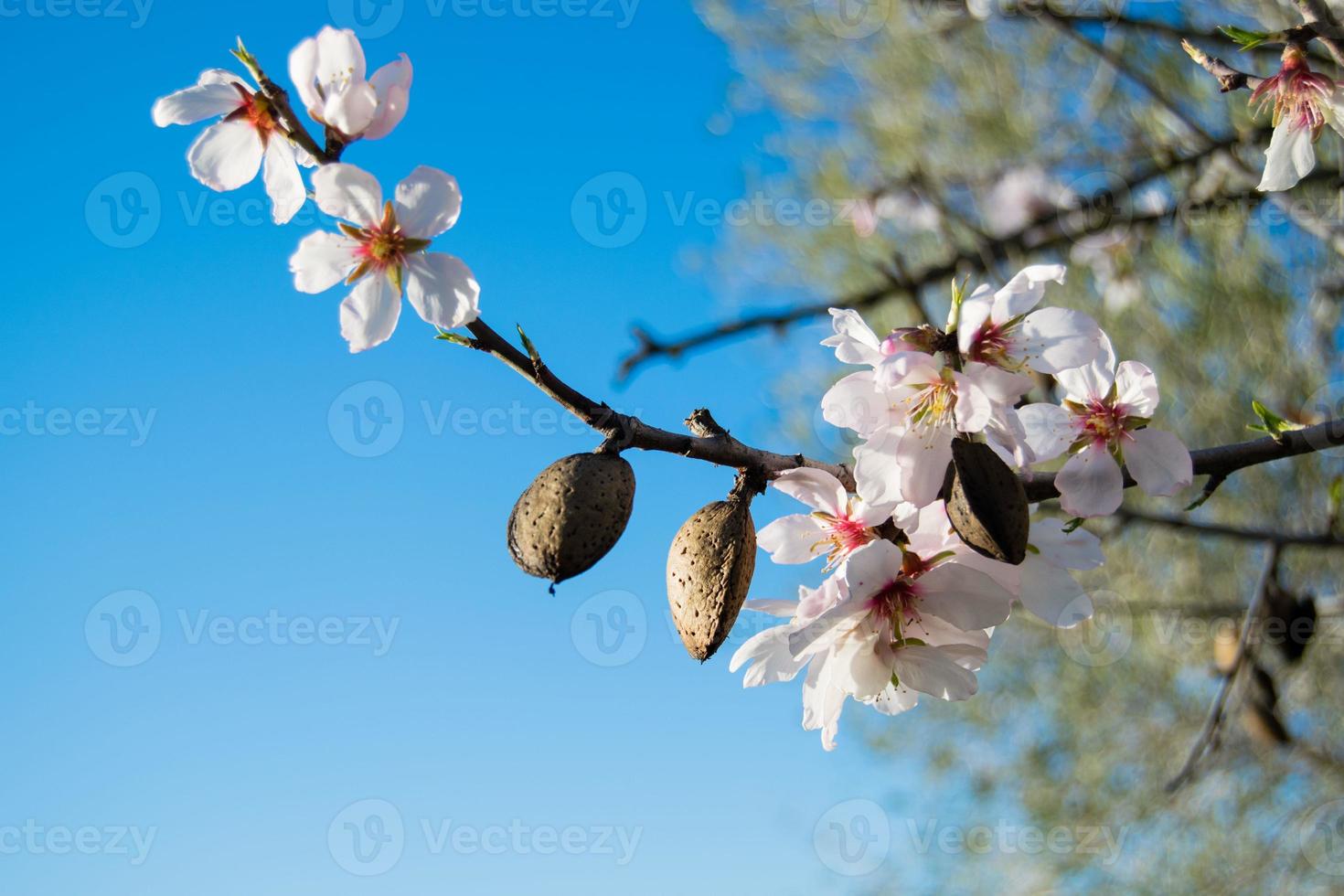 Las flores de almendro con ramas y nueces de almendra de cerca, fondo borroso foto