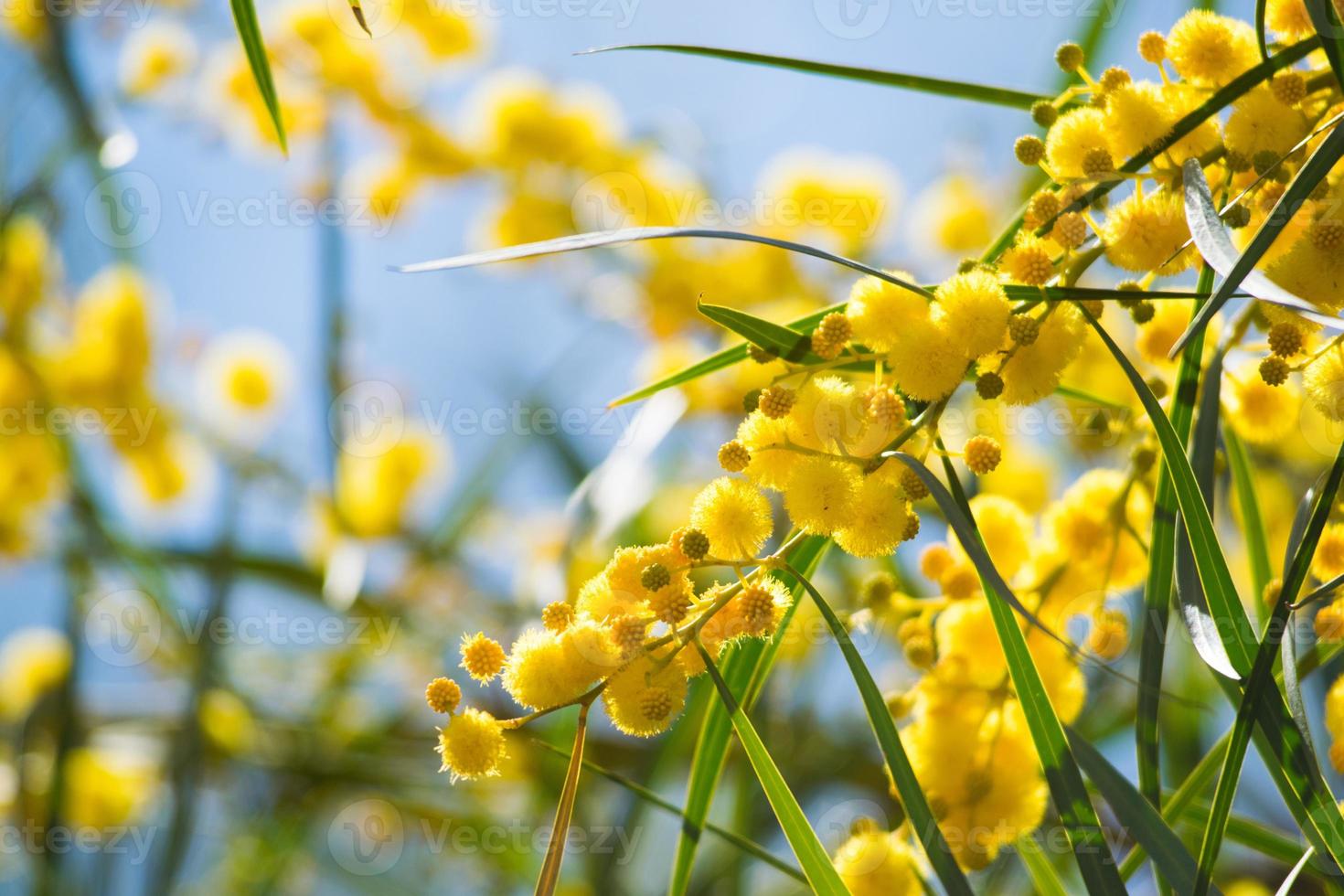 Blossoming of mimosa tree, Acacia pycnantha,  golden wattle close up in spring, bright yellow flowers, coojong, golden wreath wattle, orange wattle, blue-leafed wattle, acacia saligna photo