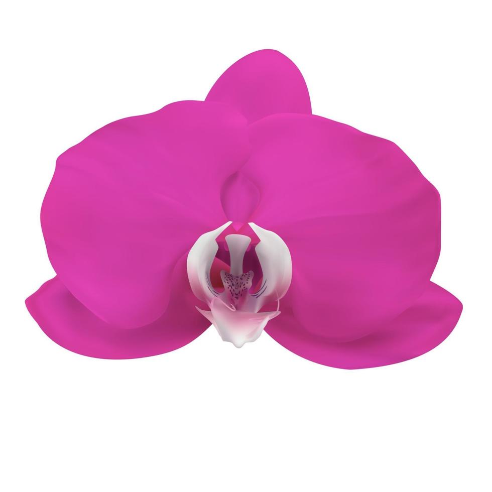 Realistic 3d purple orchid flower isolated on white. Vector Illustration