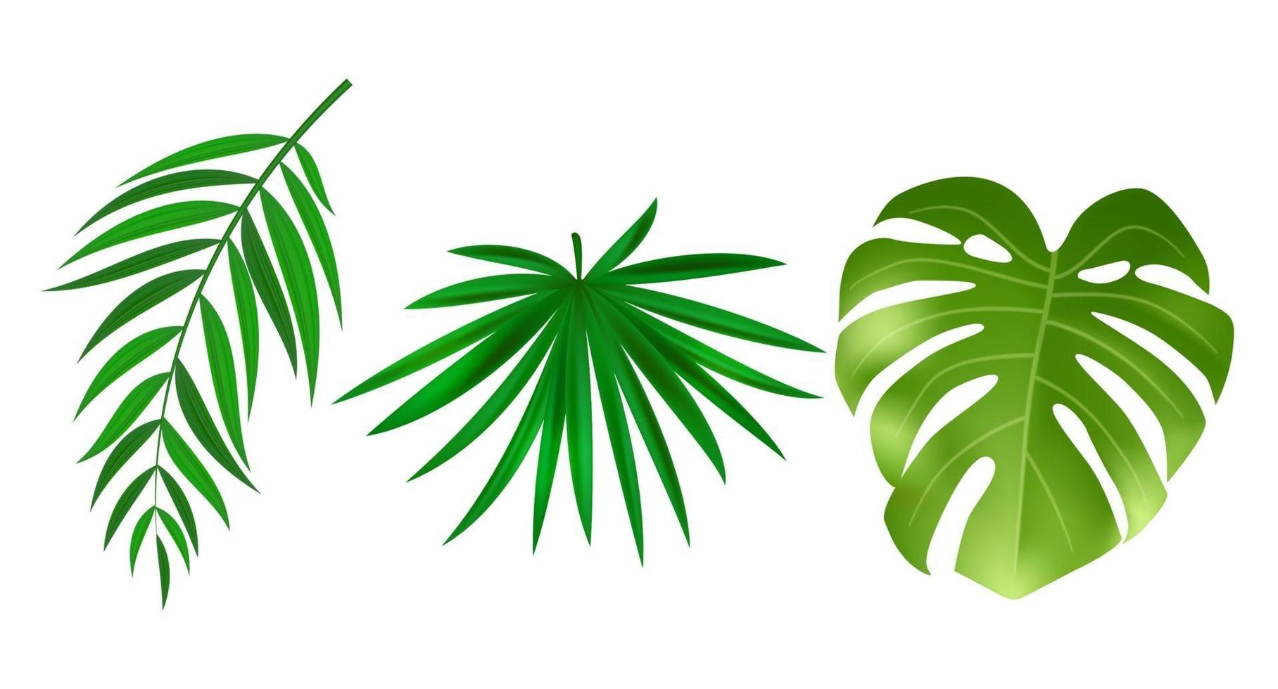 Monstera and palm green leaves isolated on white background. Vector Illustration