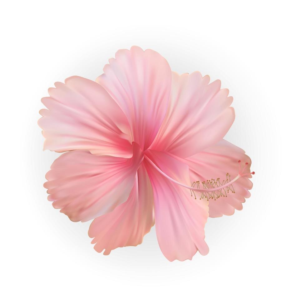 Naturalistic beautiful pink blooming hibiscus flower. Vector Illustration