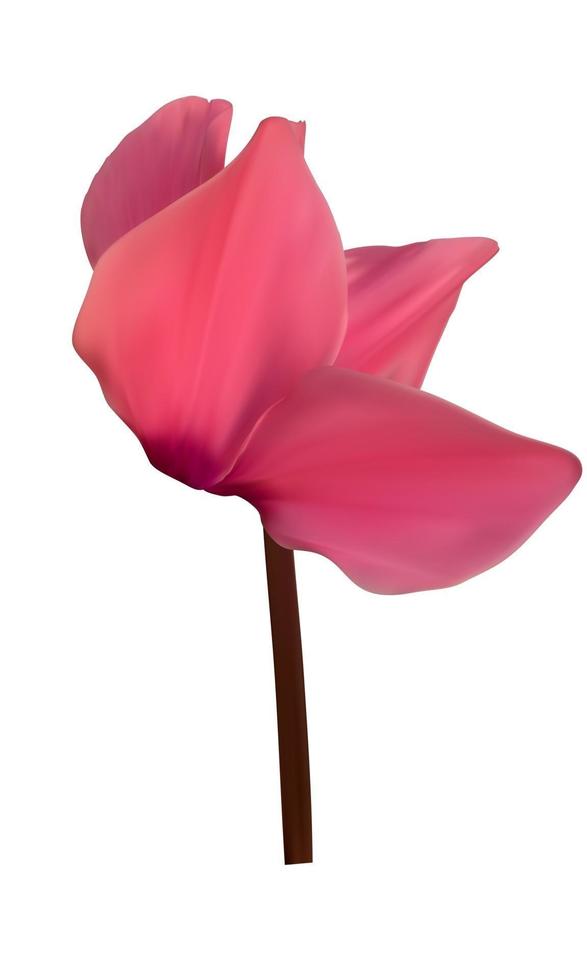 Realistic Natural Cyclamen Flower Isolated on White Background. Vector Illustration