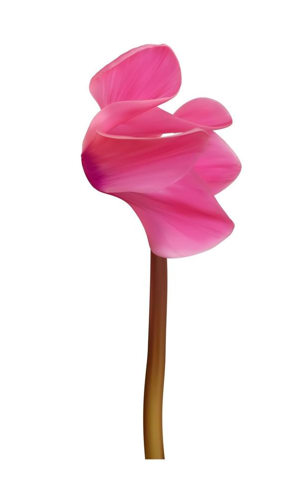Realistic Natural Cyclamen Flower Isolated on White Background. Vector Illustration