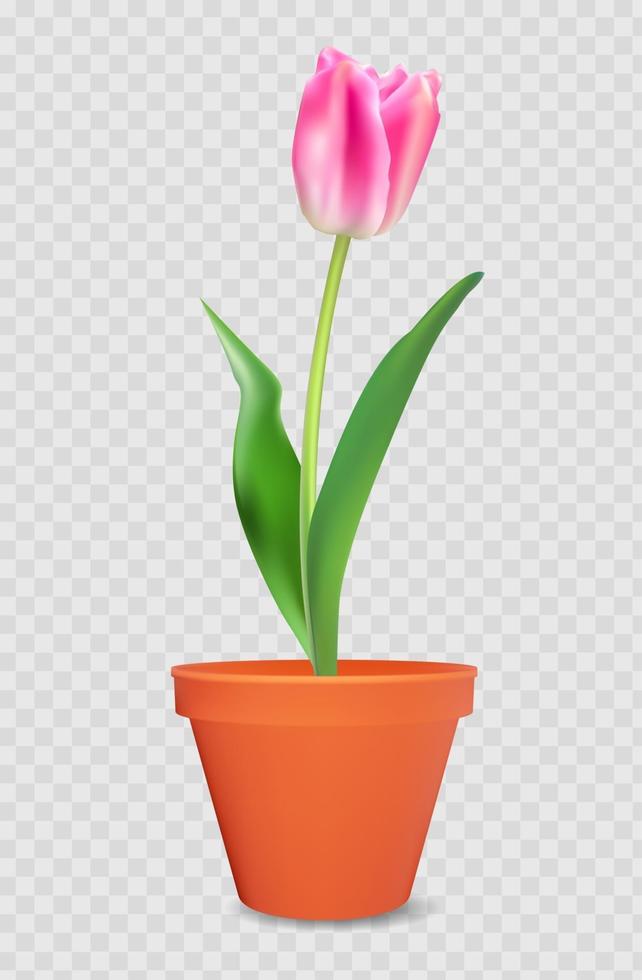 Realistic 3d tulip in flower pot. design element. Vector Illustration EPS10