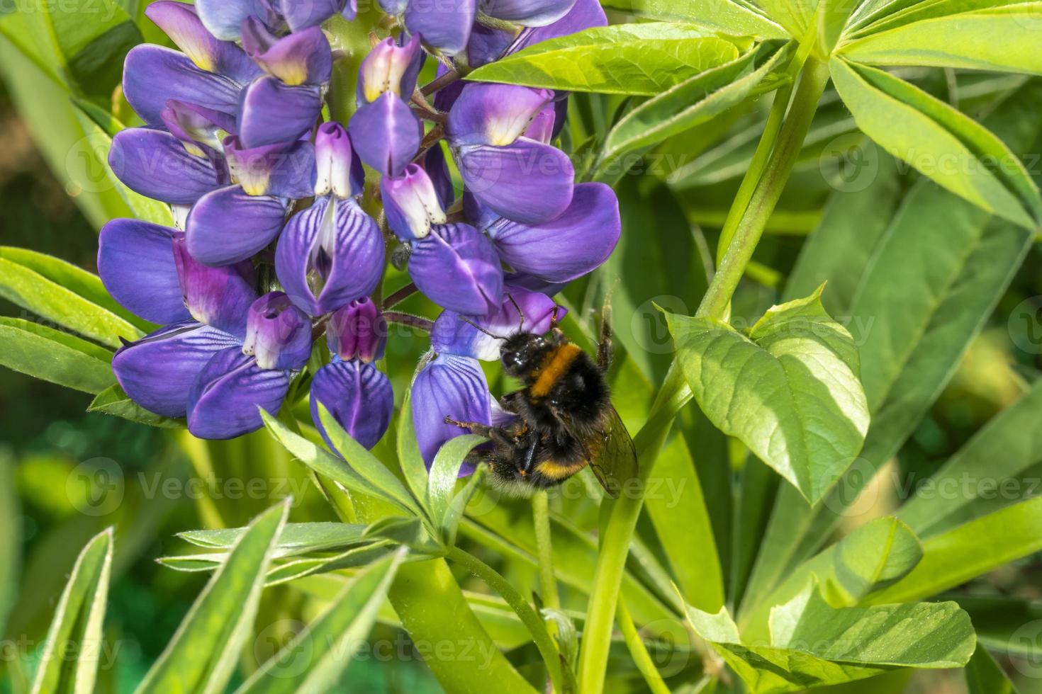 Bumblebee sits on a large blue lupine flower against a green background photo