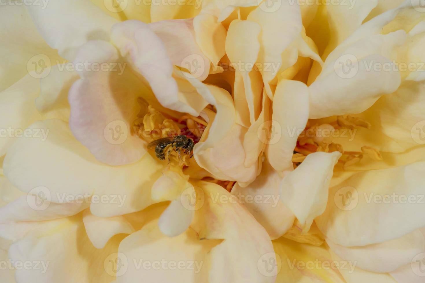 pequeña abeja silvestre se sienta en un gran pétalo de rosa amarillo anaranjado foto