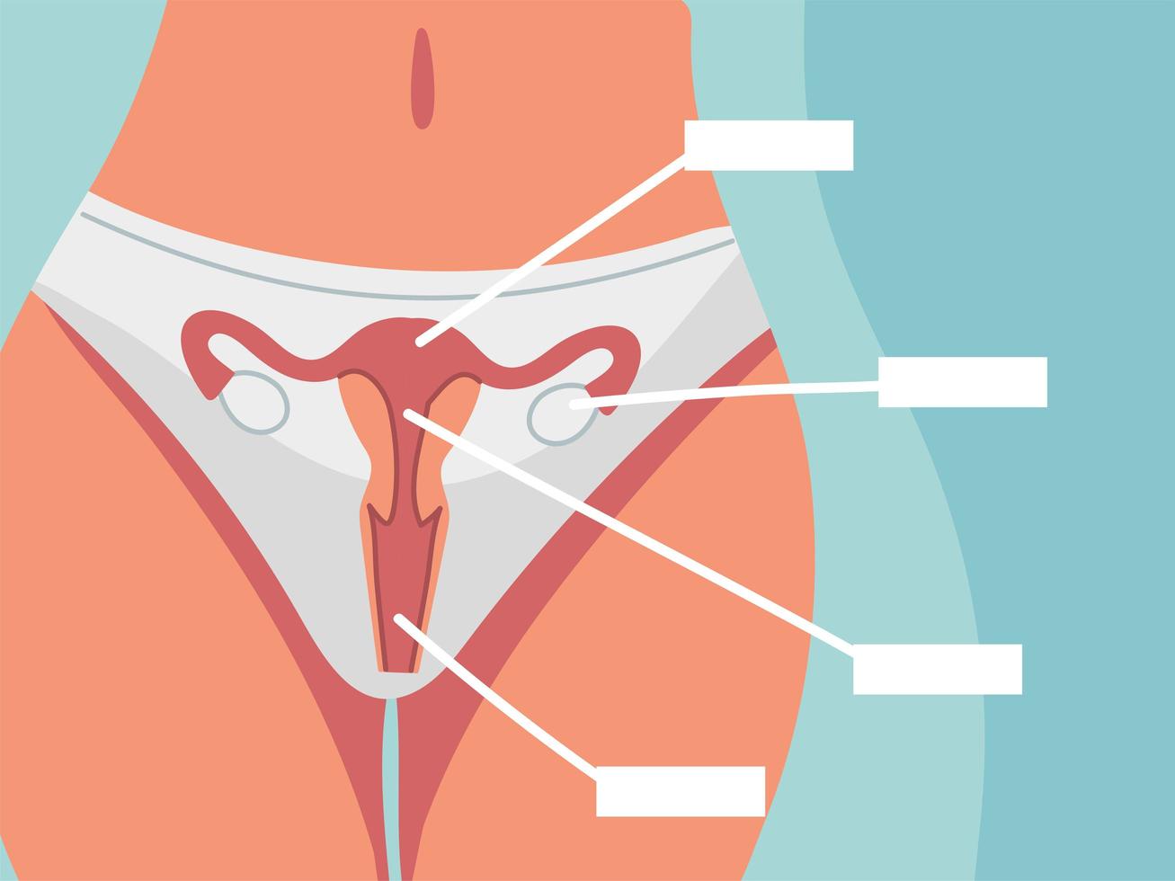 anatomía femenina reproductiva vector