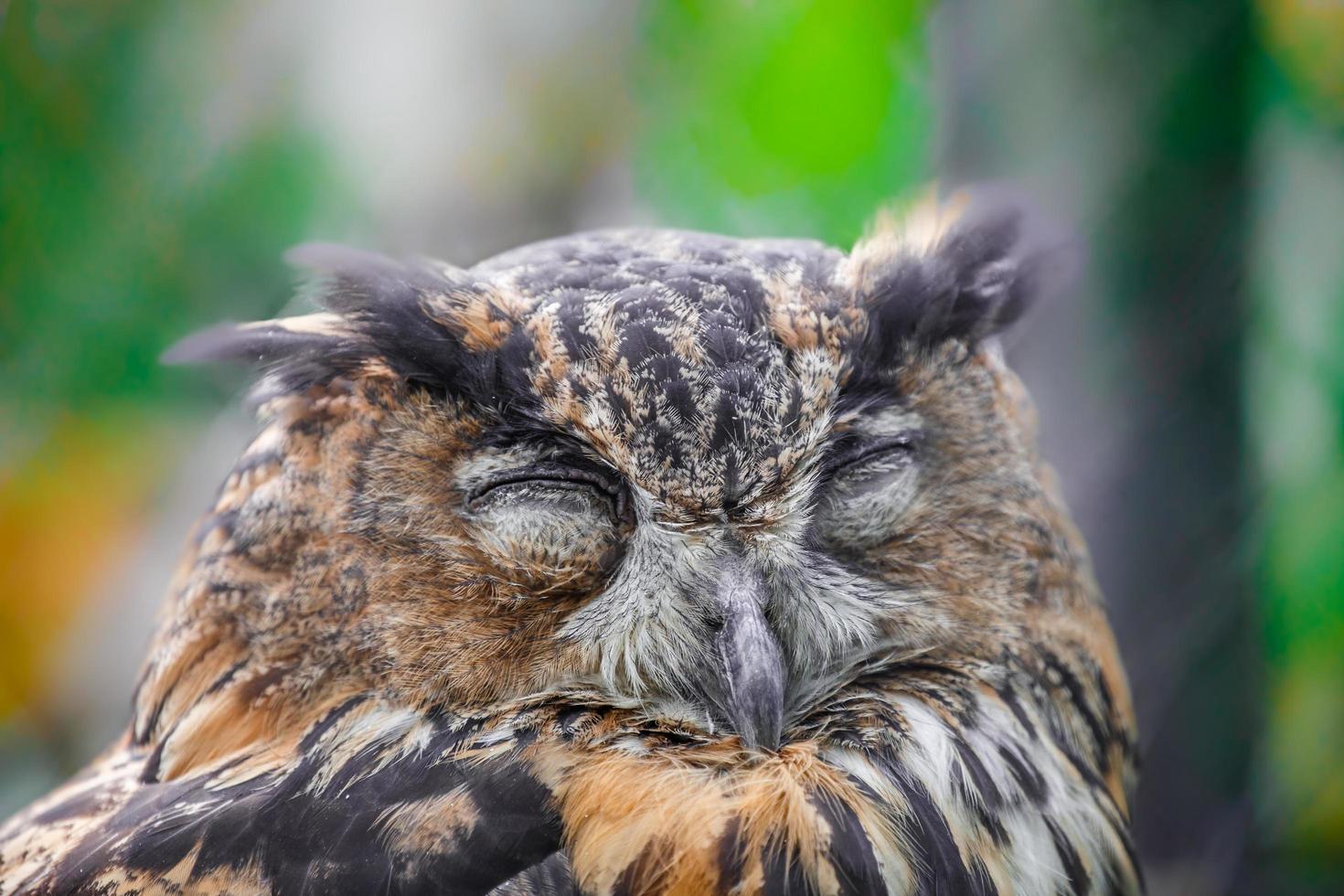 búho durmiendo en el zoológico foto