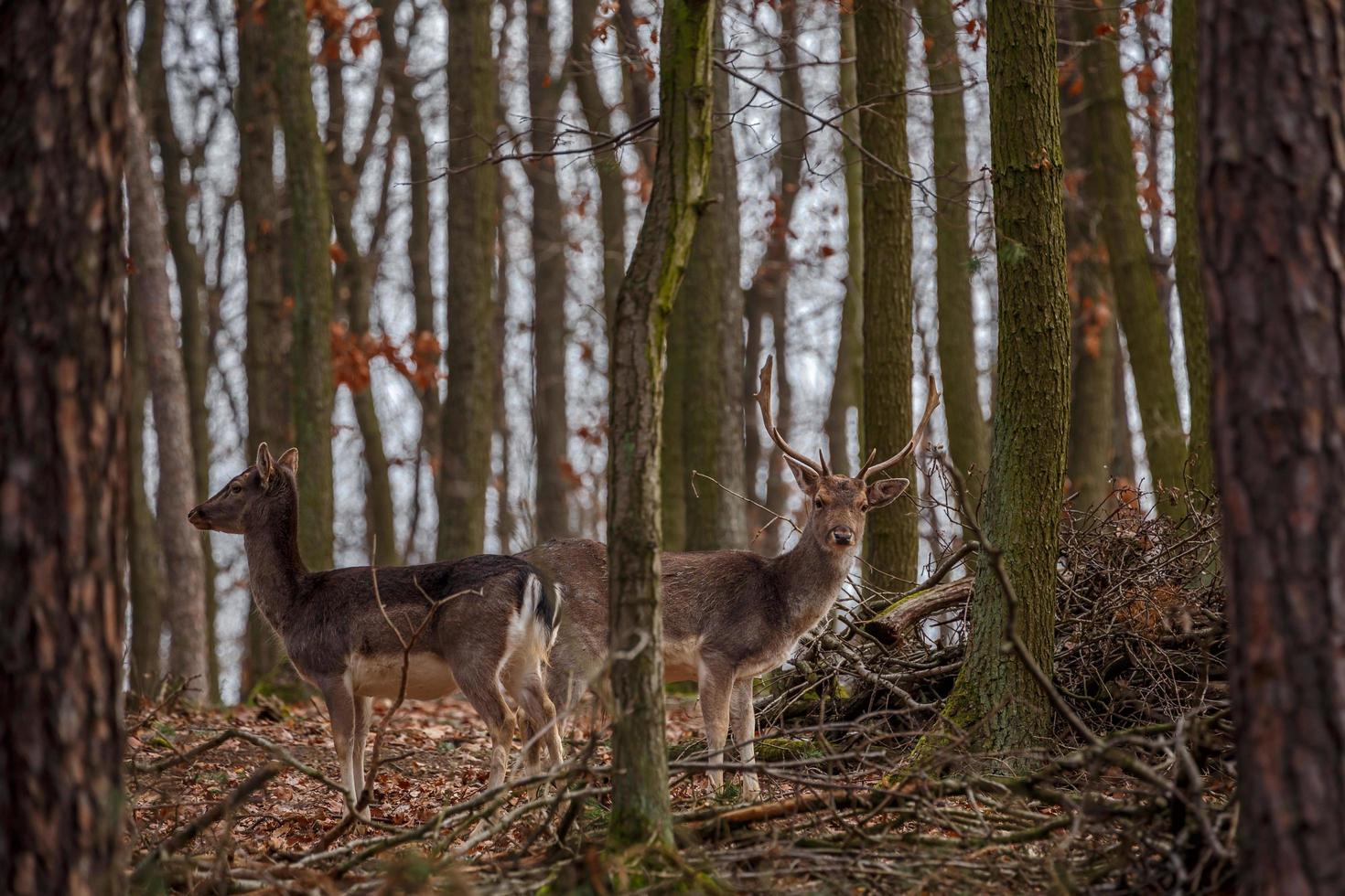 Fallow deersbehind trees photo