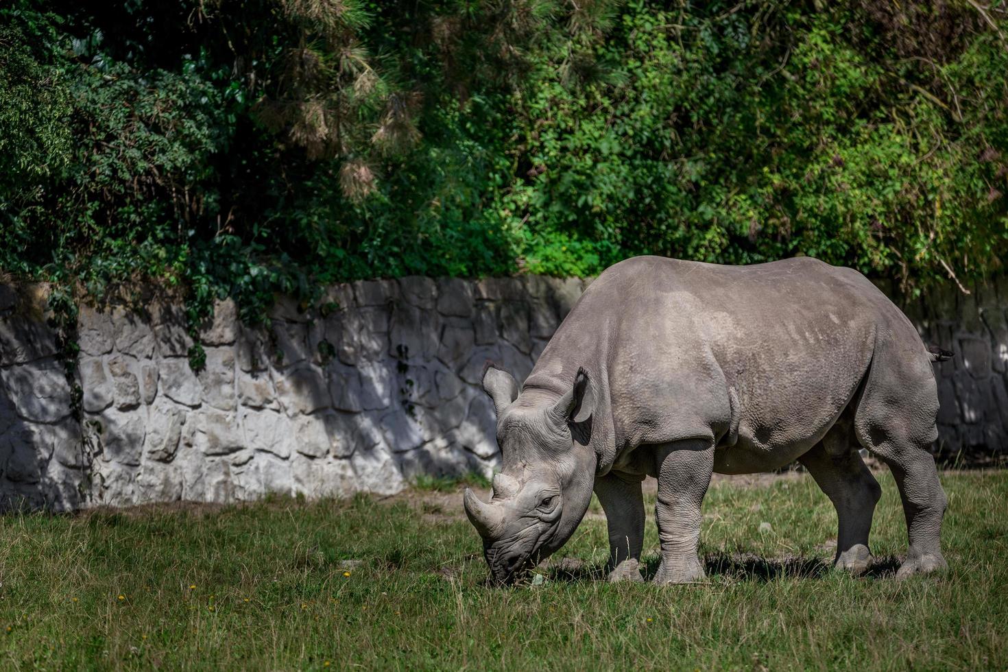 rinoceronte negro en el zoológico foto