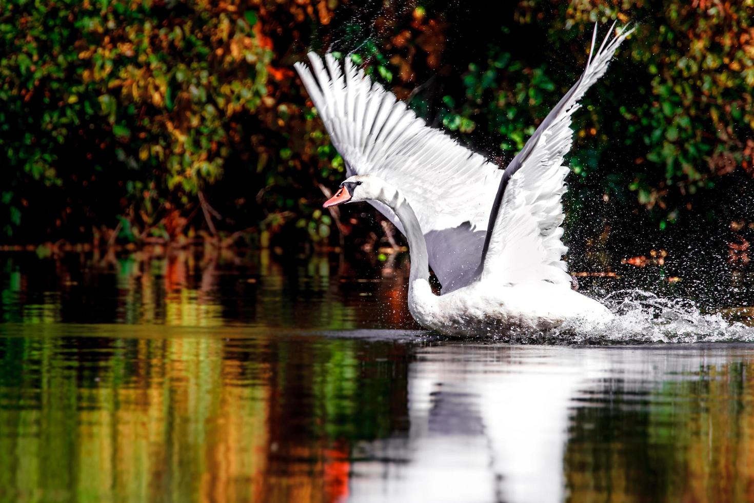 Swan on pond photo