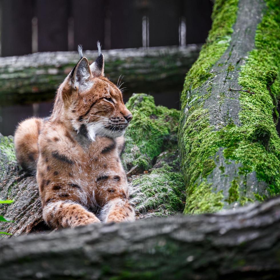 Lince euroasiático en zoológico foto