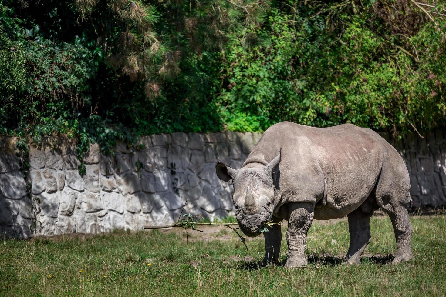 Black Rhinoceros in zoo photo