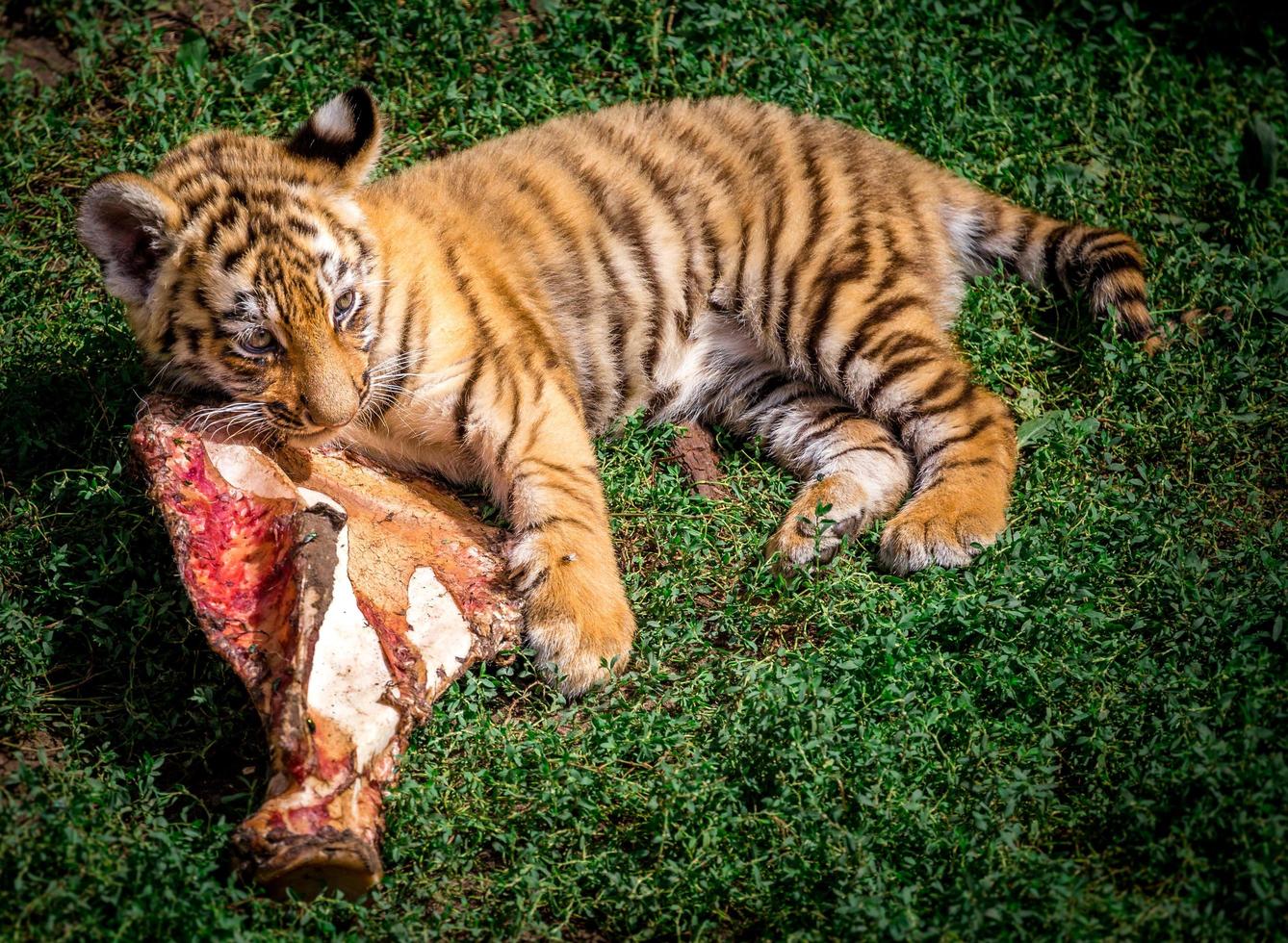 pequeño tigre está comiendo carne foto