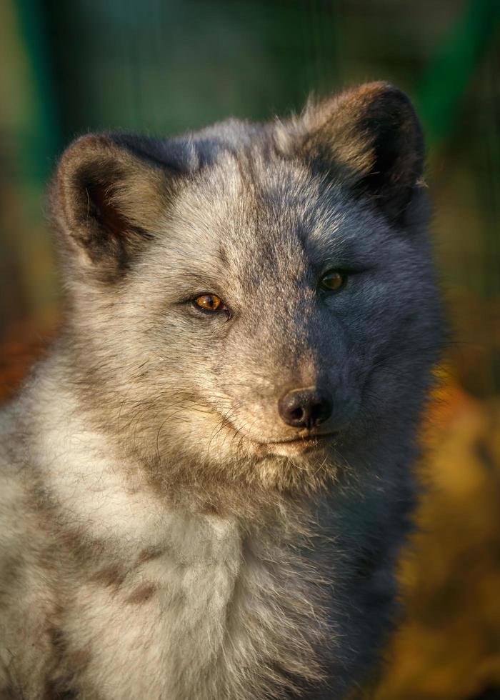 retrato de zorro ártico foto