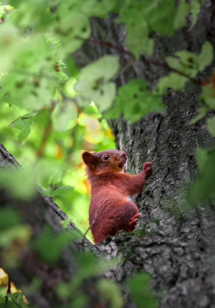 ardilla en el árbol foto