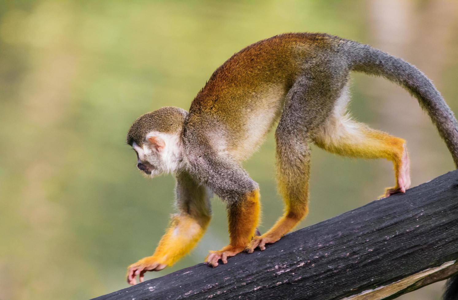 Squirrel monkey on log photo