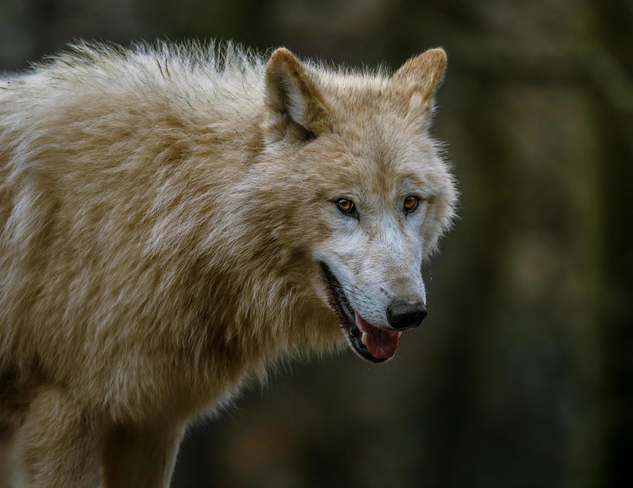 retrato de lobo ártico foto