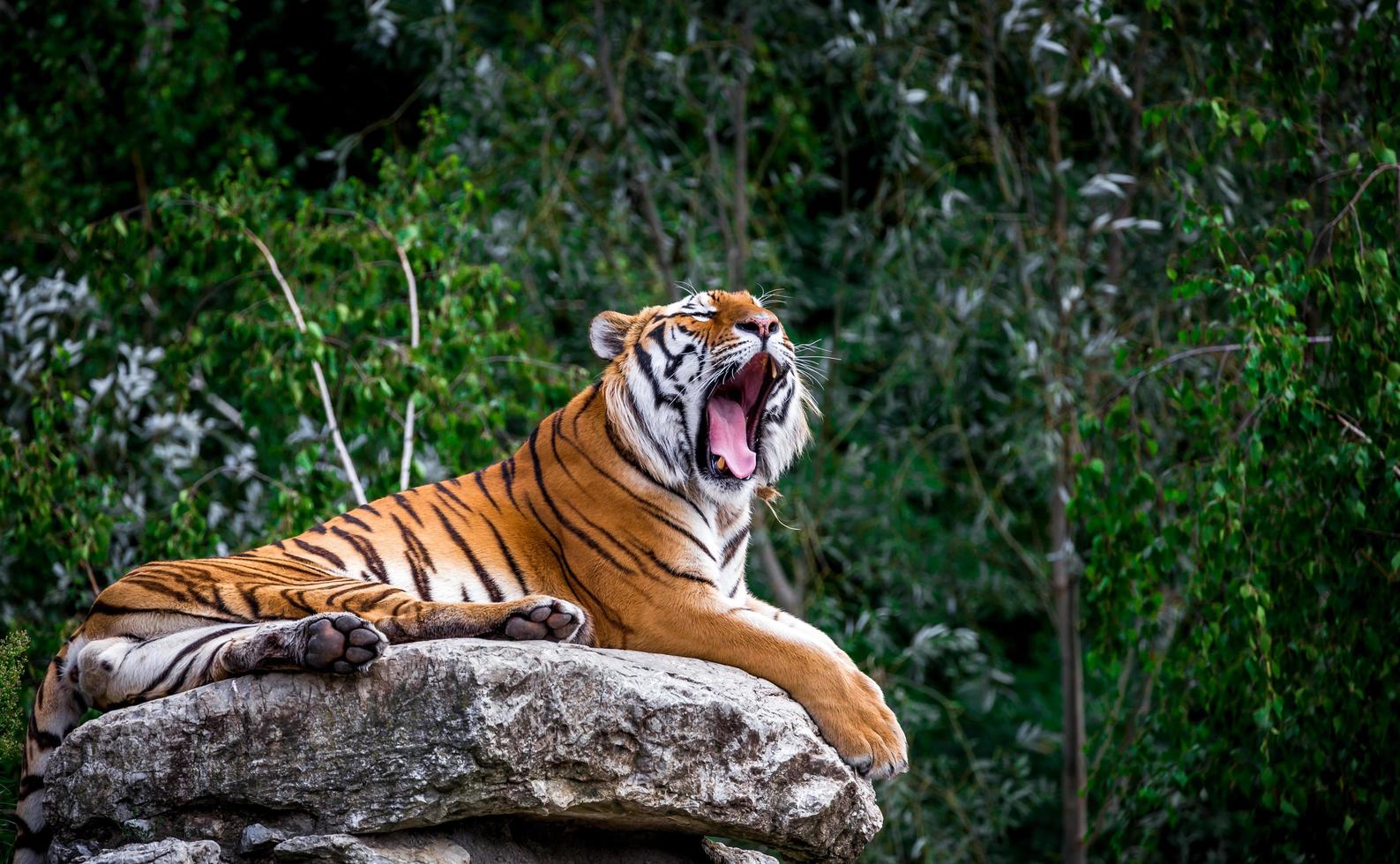 retrato de tigre foto