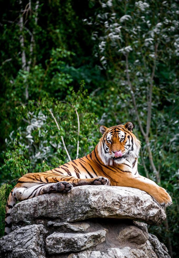 retrato de tigre foto