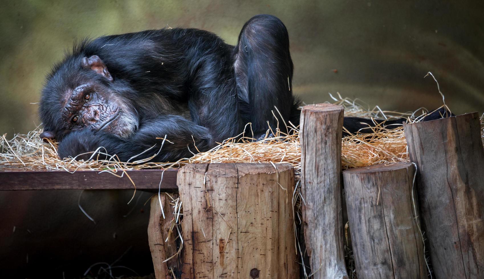chimpancé está durmiendo en el zoológico foto