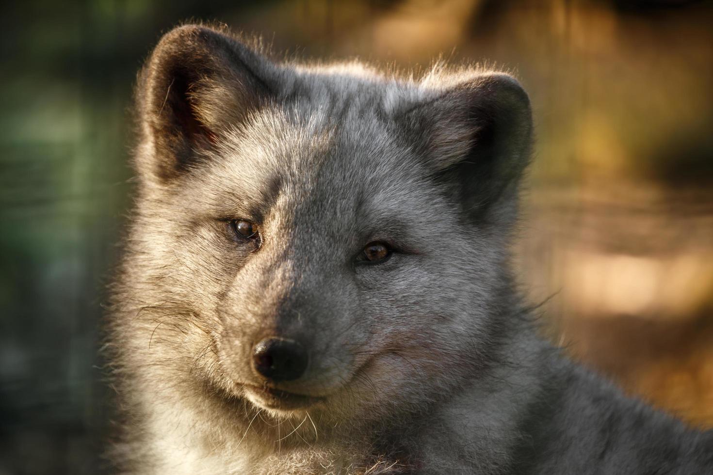 Portrait of Arctic fox photo