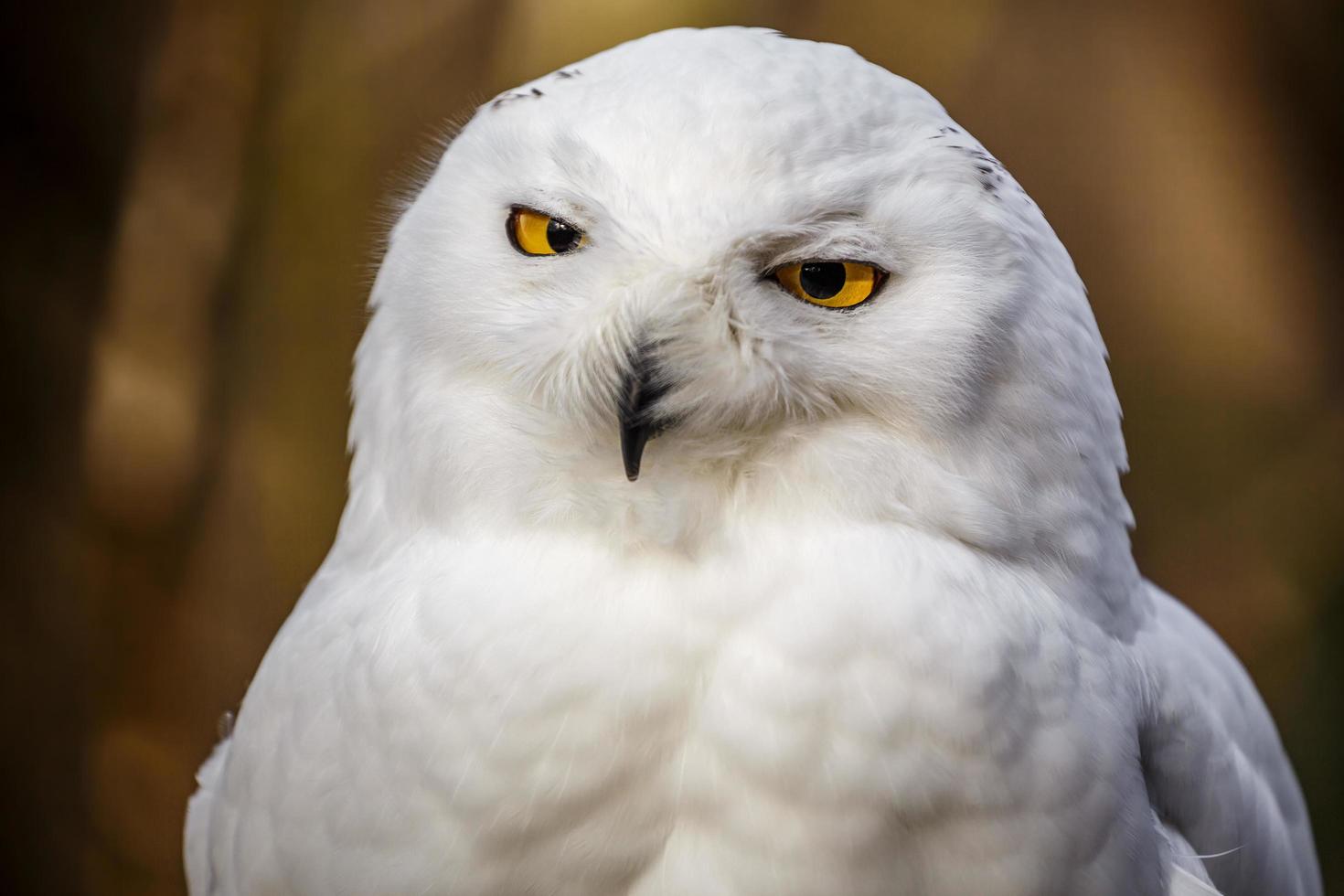 Portrait of Snowy owl photo