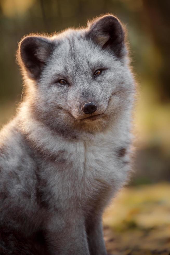 Portrait of Arctic fox photo