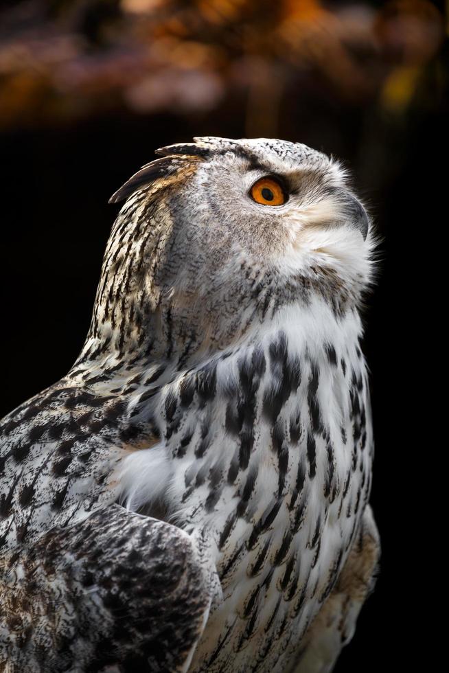 Eurasian eagle owl photo