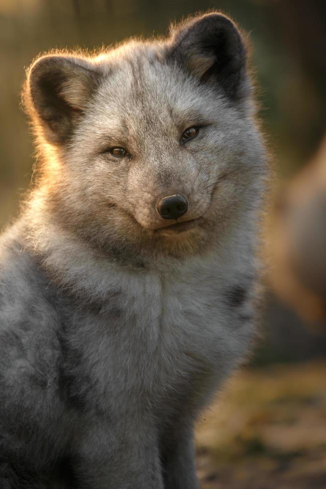 Portrait of Arctic fox photo